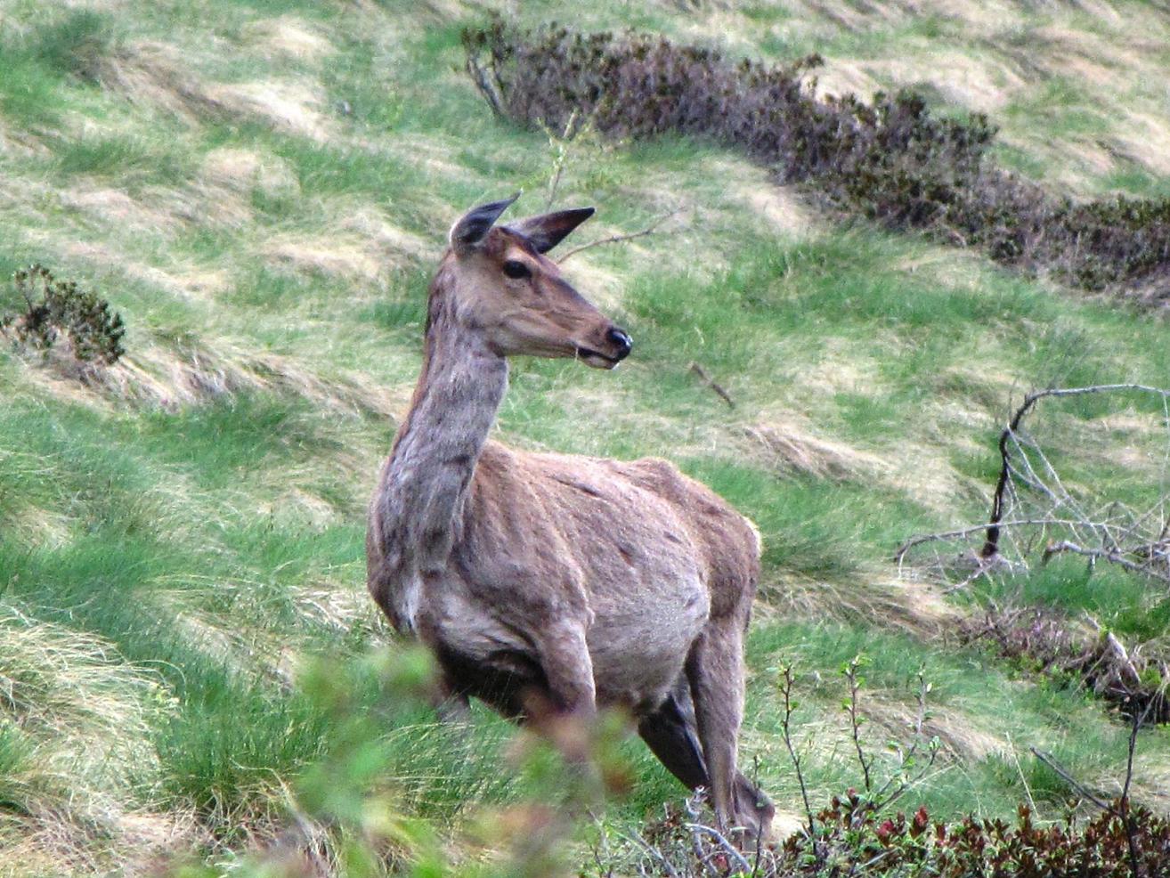 Tra i cervi, uno strano animale; urge identificatore